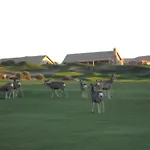 Gold Canyon Golf Resort