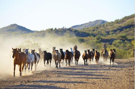 Resort Rancho De Caballeros Wickenburg