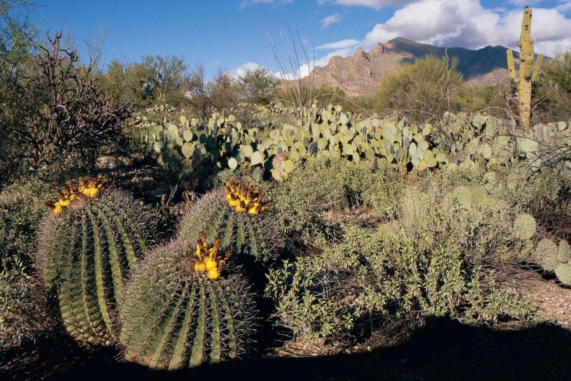 Westward Look Wyndham Grand & Resort Tucson