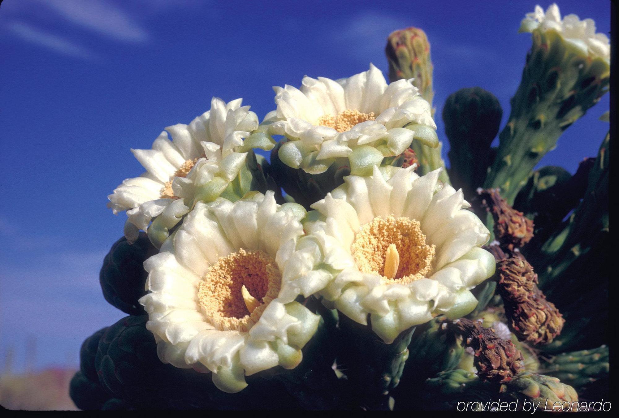 Embassy - Paloma Village Hotel Tucson