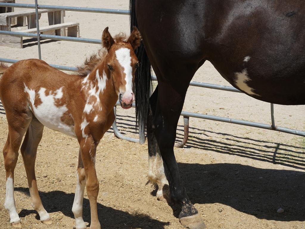 Resort Stagecoach Trails Guest Ranch Yucca