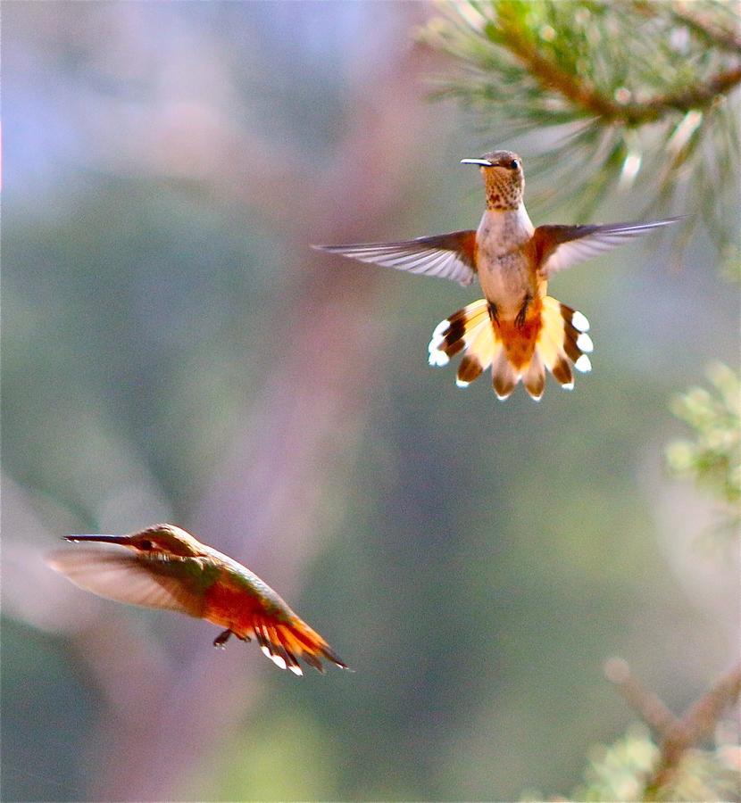 Cathedral Hideaway Llc Sedona
