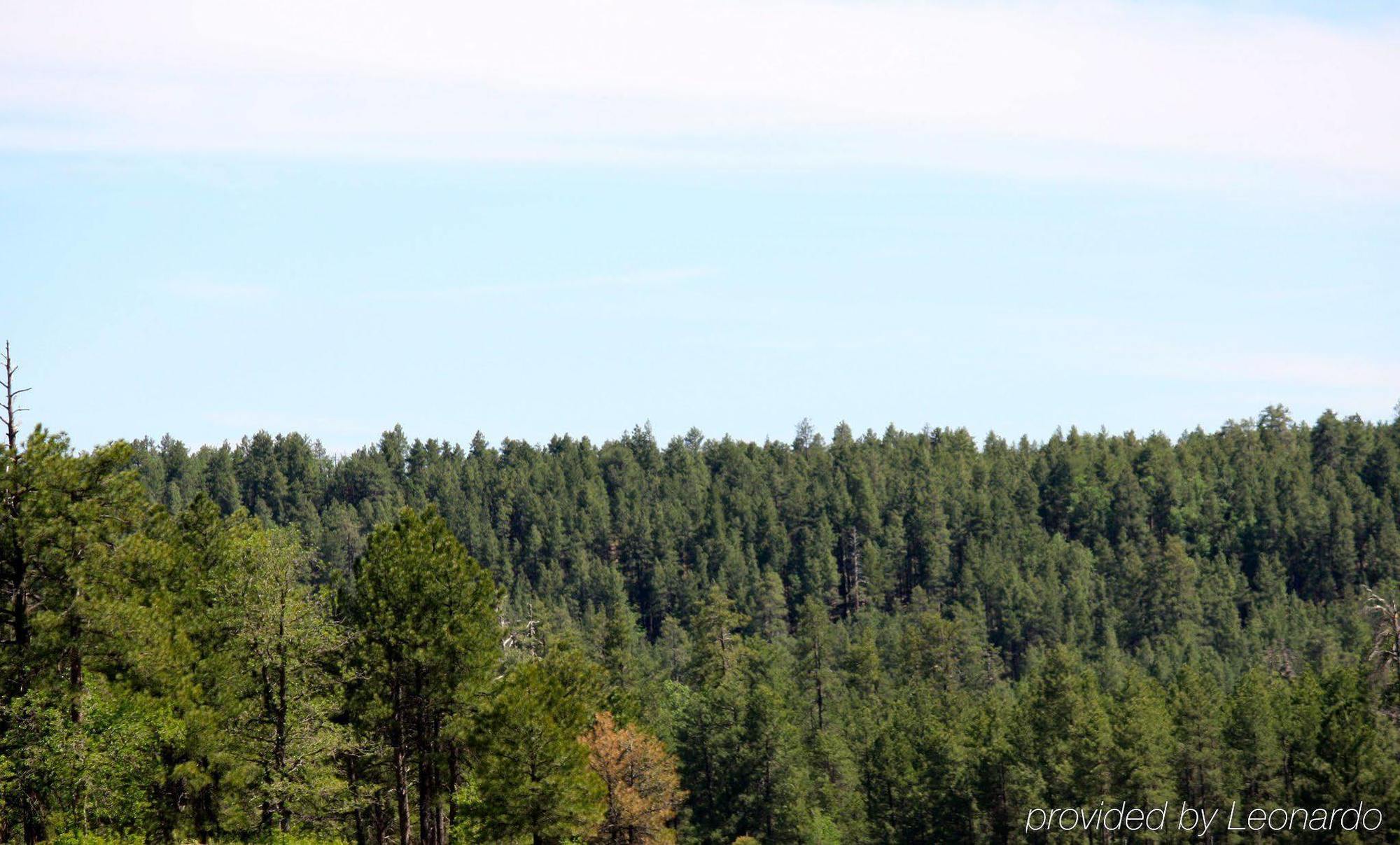 In The Pines 2* Munds Park
