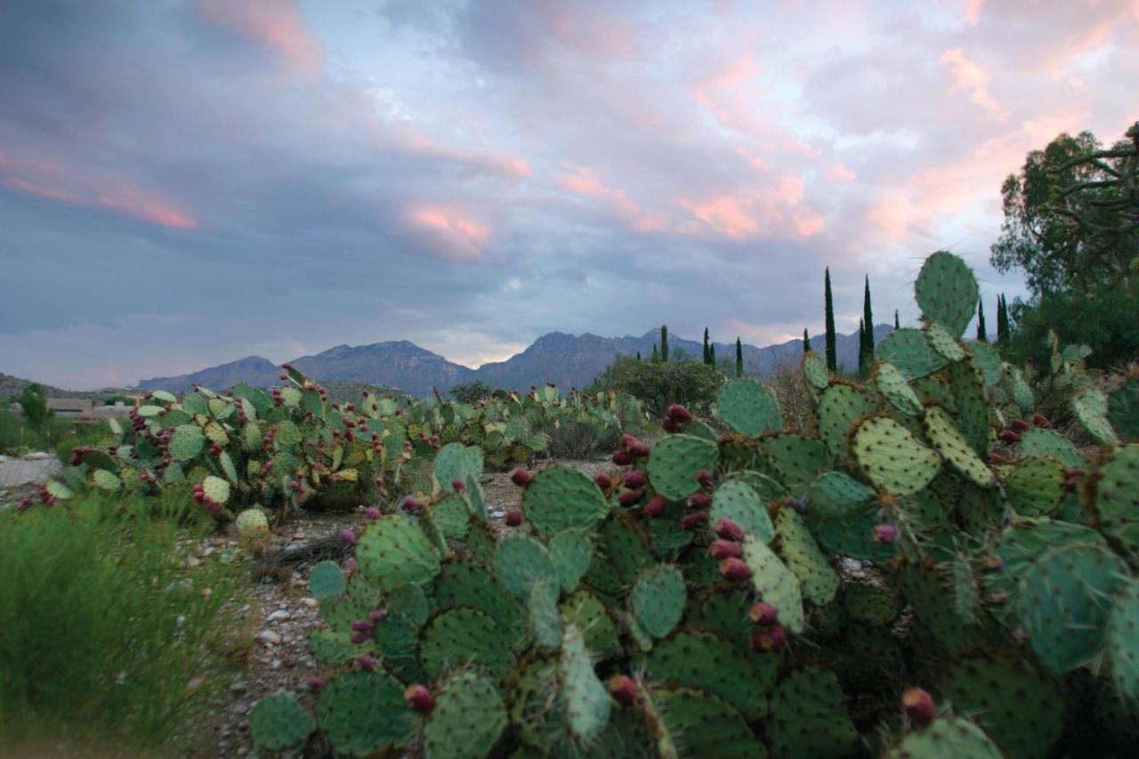 Resort Canyon Ranch Tucson
