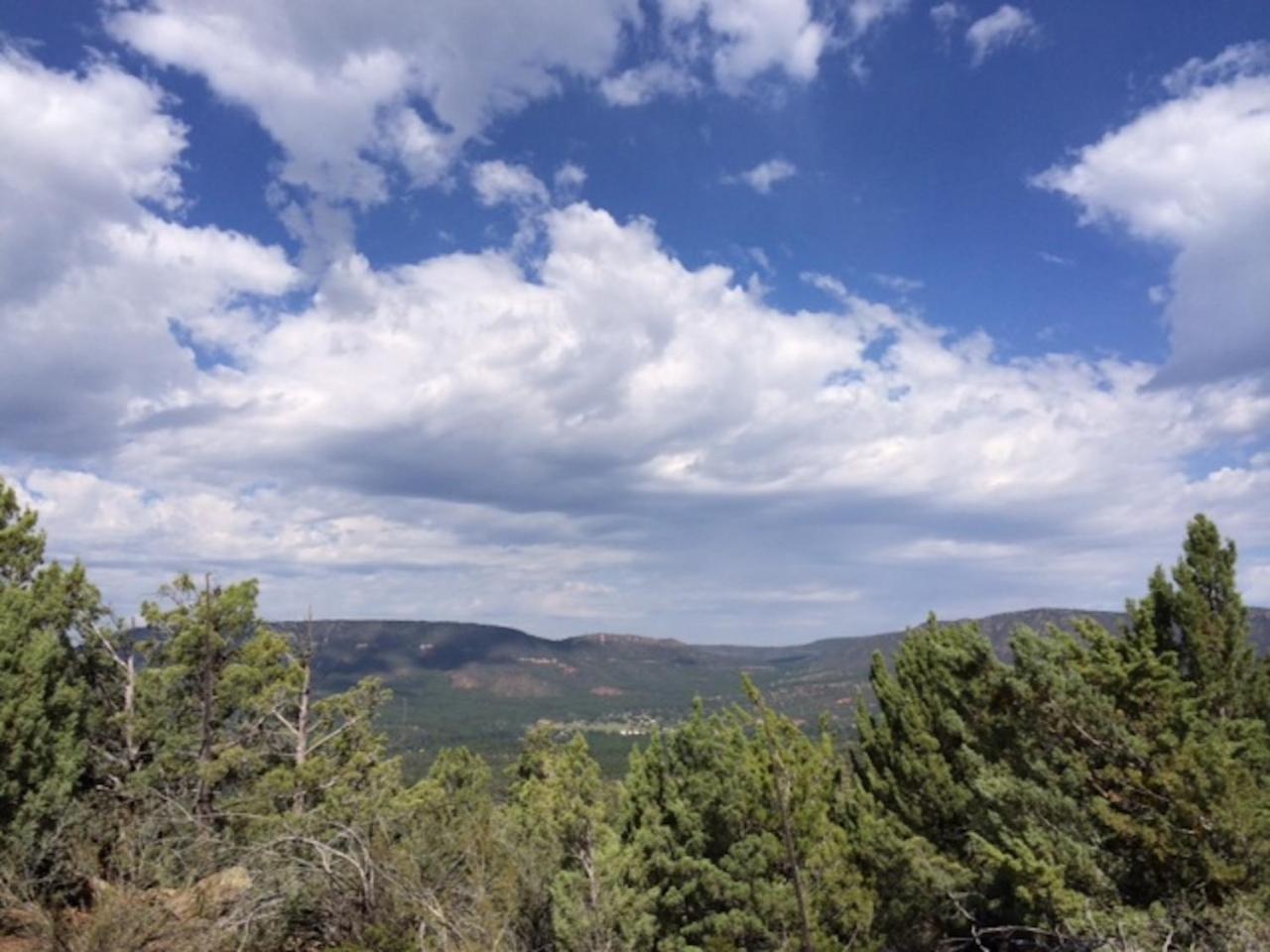 Beeline Pine