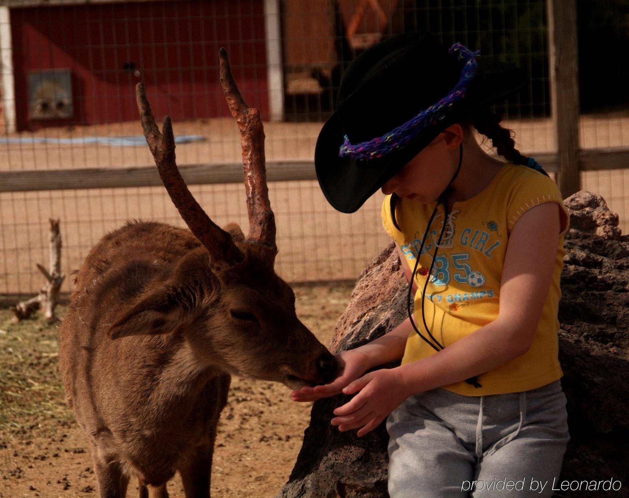 White Stallion Ranch Bed & Breakfast