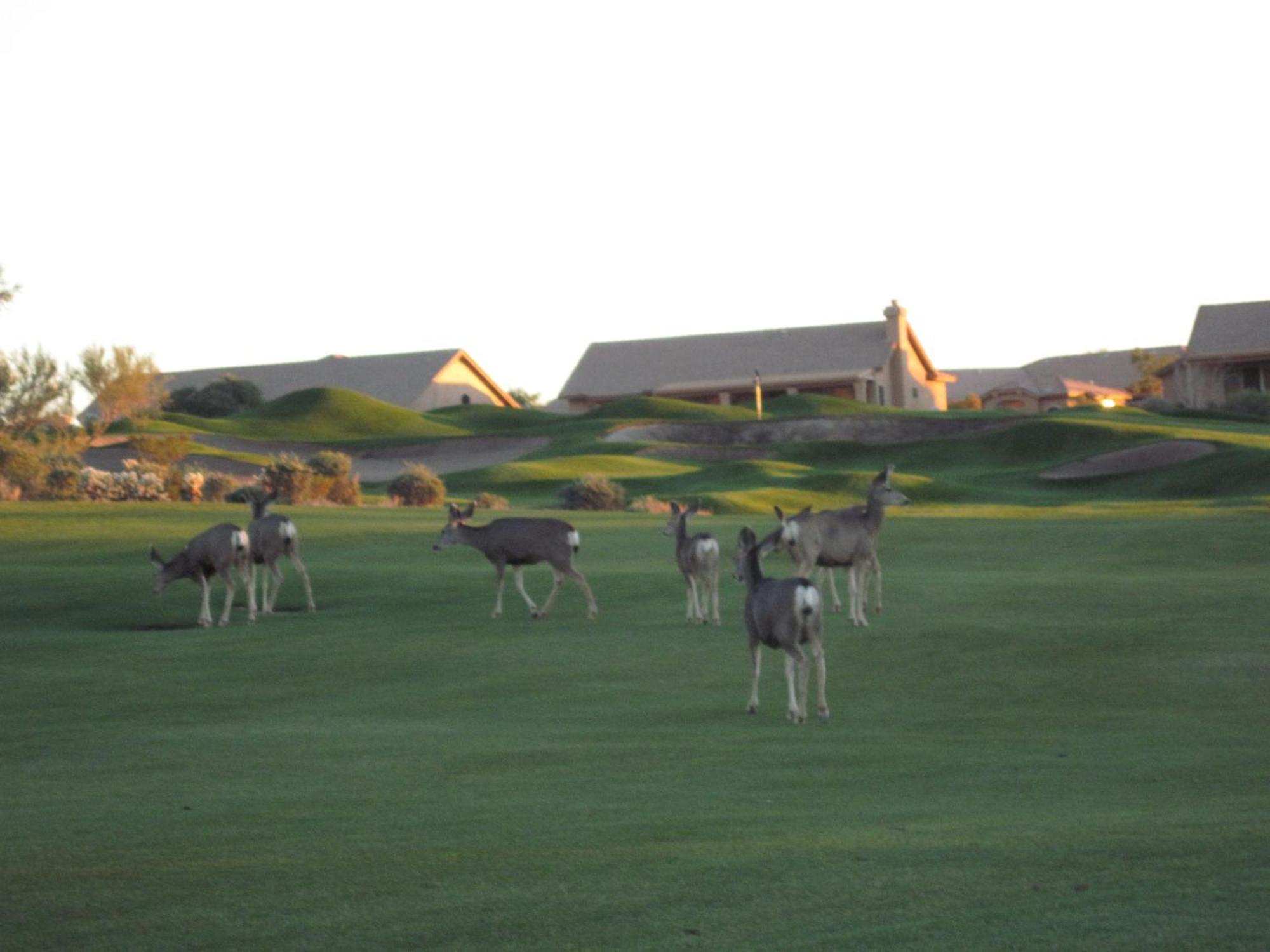 Golf Resort Gold Canyon